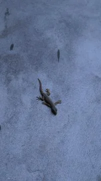 A lizard clinging to a wall 스톡 사진