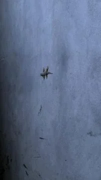 A lizard clinging to a wall 写真素材