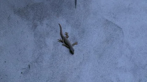 A lizard clinging to a wall Stock Photos