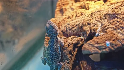 The lizard clings to a stone, basking in the sun. Stock Footage 157153689