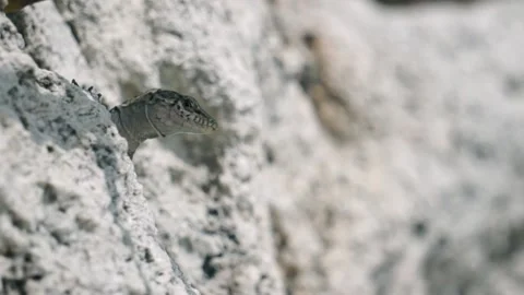 Lizard close-up among white sand stones on the beach. Footage. Creeping Stock Footage 139257768