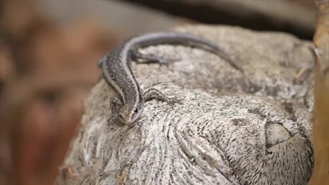 Lizard up close and in slow-motion Stock Footage 171603204