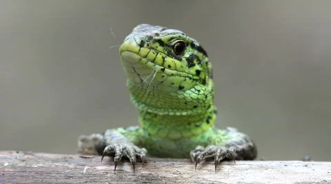 Lizard. Close up. Video stock 707727