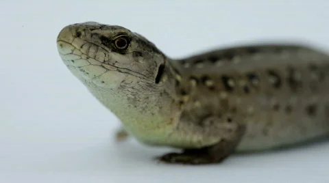 Lizard. Close up. Видео 840084