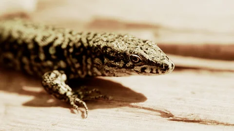 Lizard close up Stock Footage 33474317
