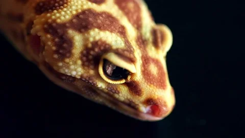 Lizard close up Stock Footage 79653734