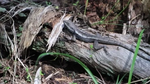 Lizard close up Stock Footage 218229996