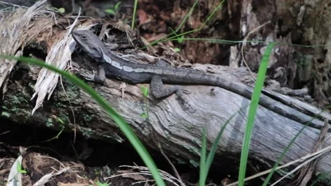 Lizard close up Stock Footage 218230003