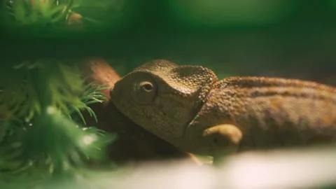 Lizard Close up 스톡 동영상 234231011