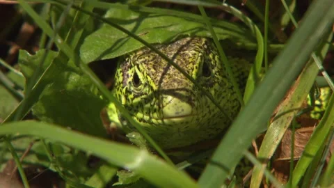 Lizard Close-Up Hidden in Grass Blades Stock Footage 329105928