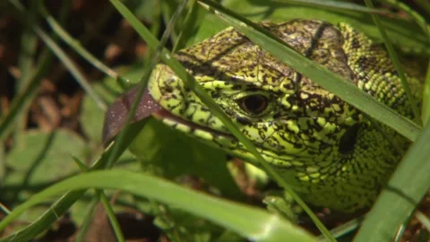 Lizard Close-Up Hidden in Grass Blades Stock Footage 329105944