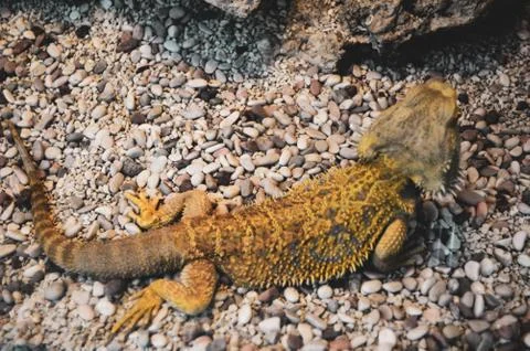 Lizard close up, macro, copy space, natural background.	 Stock Photos
