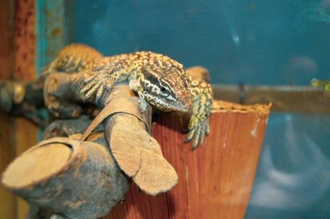 Lizard close up, macro, copy space, natural background.	 Stock Photos