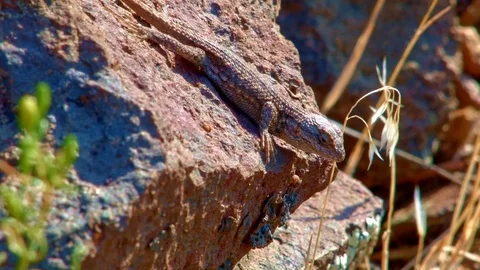 Lizard close macro John Day River Cottonwood Canyon Oregon 39 Stock-Footage 81763434