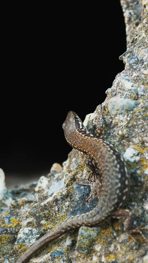 Lizard. close-up. an ordinary, small brown lizard is basking in the sun, sitting Stock Footage 314561569