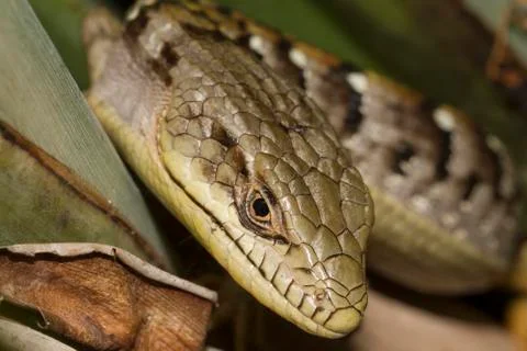 Lizard Close Up Stock Photos
