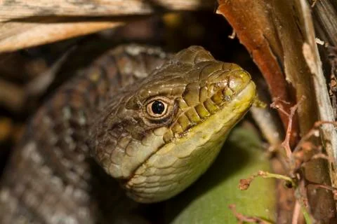 Lizard Close Up Stock Photos