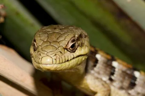 Lizard Close Up Stock Photos