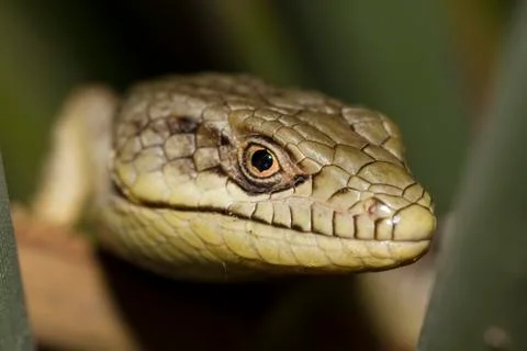 Lizard Close Up Stock Photos