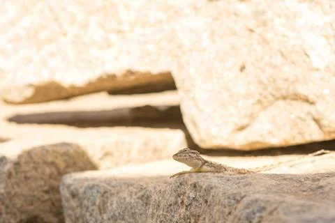 Lizard close up Foto stock