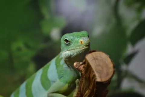 Lizard close up Stock Photos