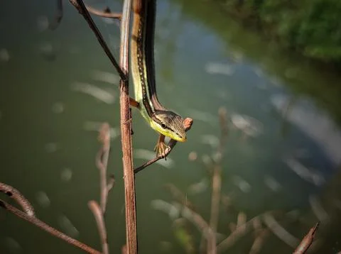 Lizard close up Stock Photos