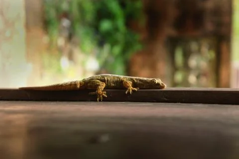 A lizard close up photograph Stock Photos
