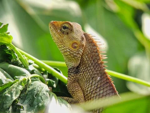 Lizard Close Up Pic Stock Photos