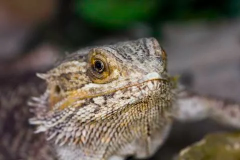 Lizard close up predator Foto stock