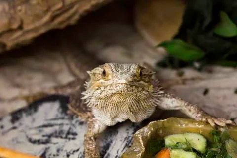 Lizard close up predator Foto stock