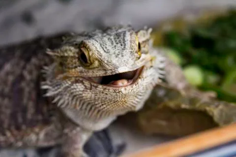 Lizard close up predator Foto stock