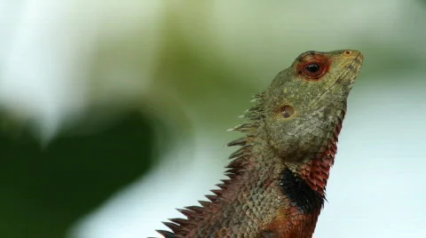 Lizard closeup Stock Footage 664750