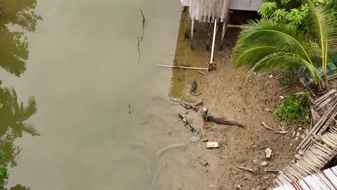 Lizard Closeup Video stock 307131102