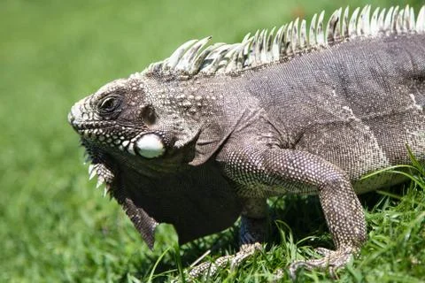 Lizard closeup Stock Photos