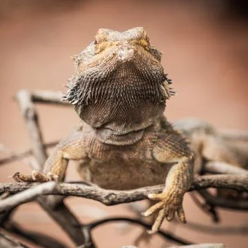 Lizard closeup Stock Photos
