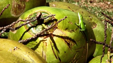 Lizard on a Coconut Stock Footage 8757587