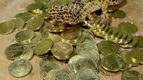 Lizard on coins Video stock 75392113
