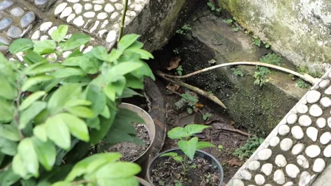 A lizard come out fro hideout Video stock 172402302