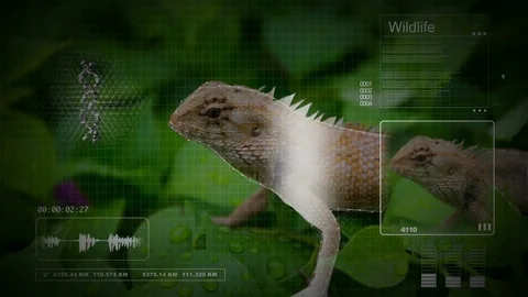 Lizard with computer technology analysis in wildlife animal in biology concept Stock Footage 75343413