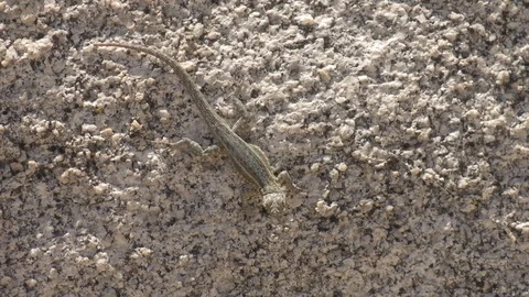Lizard on concrete ground Stock Footage 99079027
