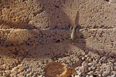Lizard on a concrete wall, with shadows. Jerome, Arizona. Stock Photos