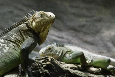 Lizard Couple Stock Photos