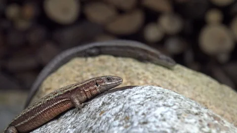 Lizard couple resting on rocks Video stock 99203222