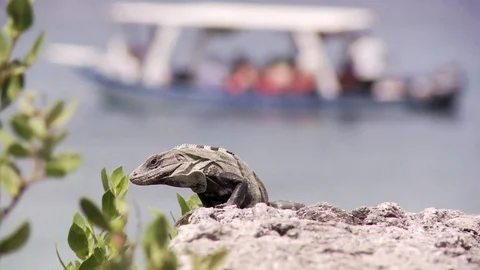 Lizard crawling down off rocks by beach Stock Footage 82830139
