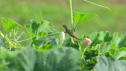 A lizard crawling on a flowering pumpkin plant in the garden on a sunny day Stock Footage 279161778