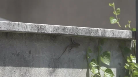Lizard Crawling Stock Footage 64383715