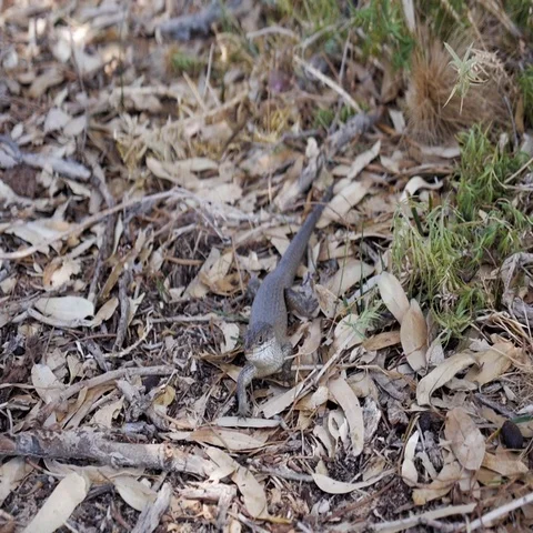 Lizard crawling on forest floor in Australia Stock Footage 69493668