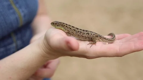 Lizard crawling on a girl's hand Stock Footage 76509365