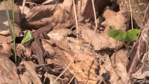 Lizard crawling in last year's foliage Stock Footage 106225579