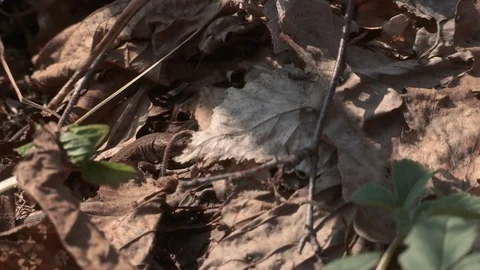 Lizard crawling in last year's foliage Stock Footage 106226021